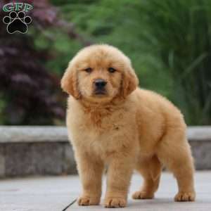 Jesse, Golden Retriever Puppy